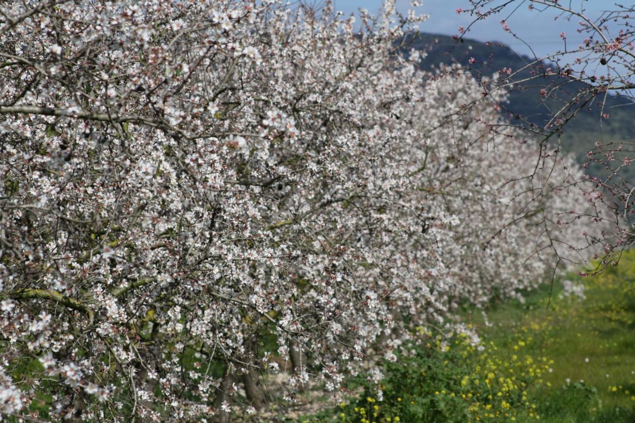 078 Finca Sa Rota Vt1953 By Mallorca Charme アリアー二 エクステリア 写真